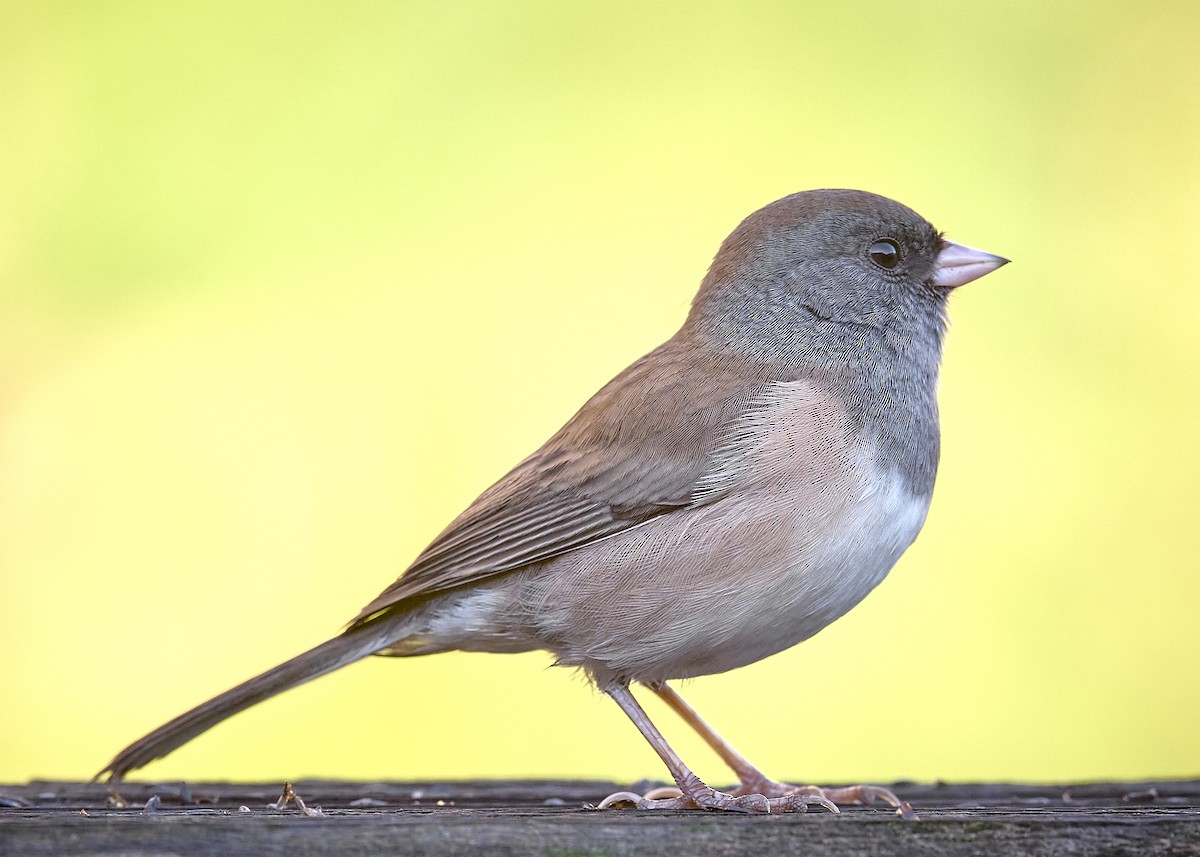 Dark-eyed Junco (Oregon) - ML642762161