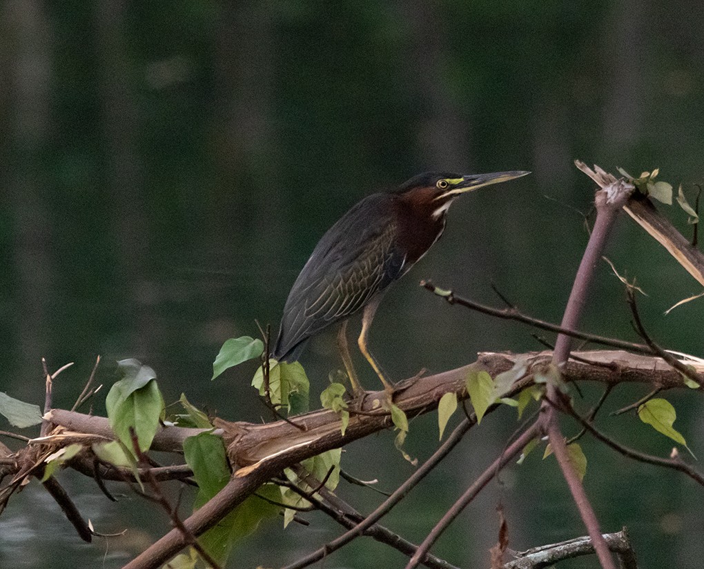 Green Heron - ML642762165