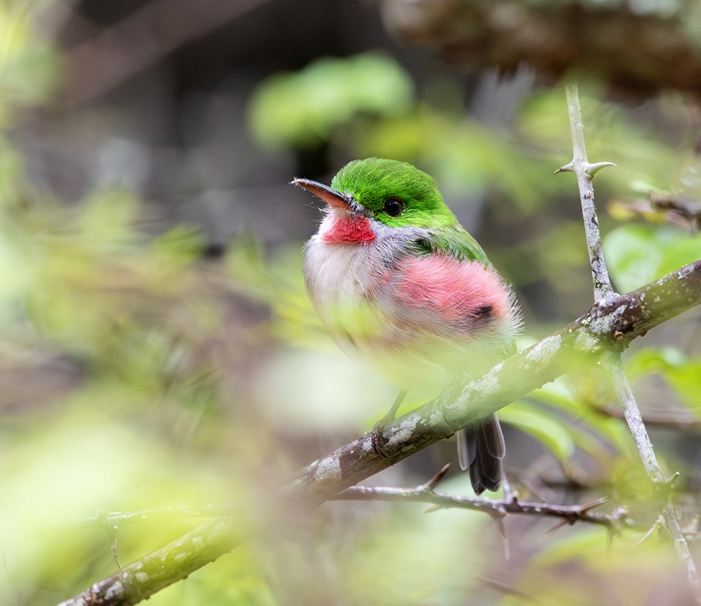 Broad-billed Tody - ML642762168