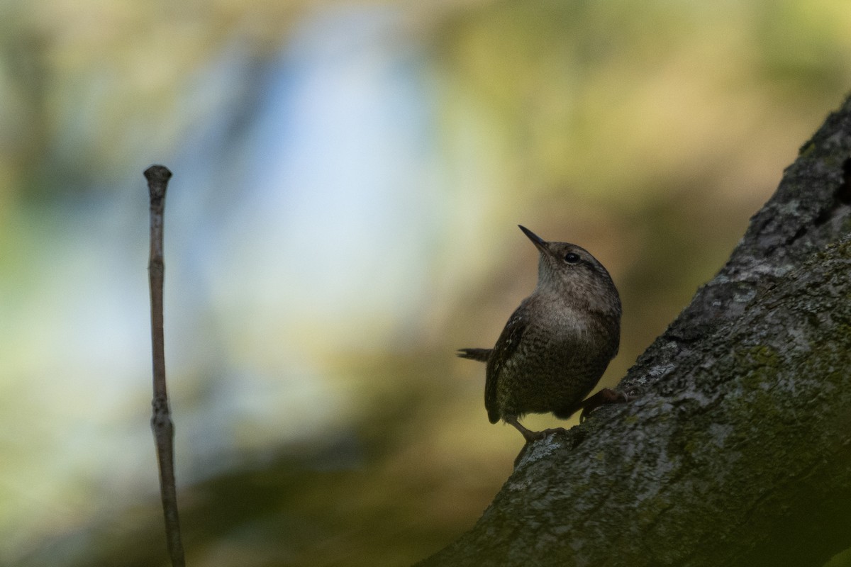 Winter Wren - ML642762192