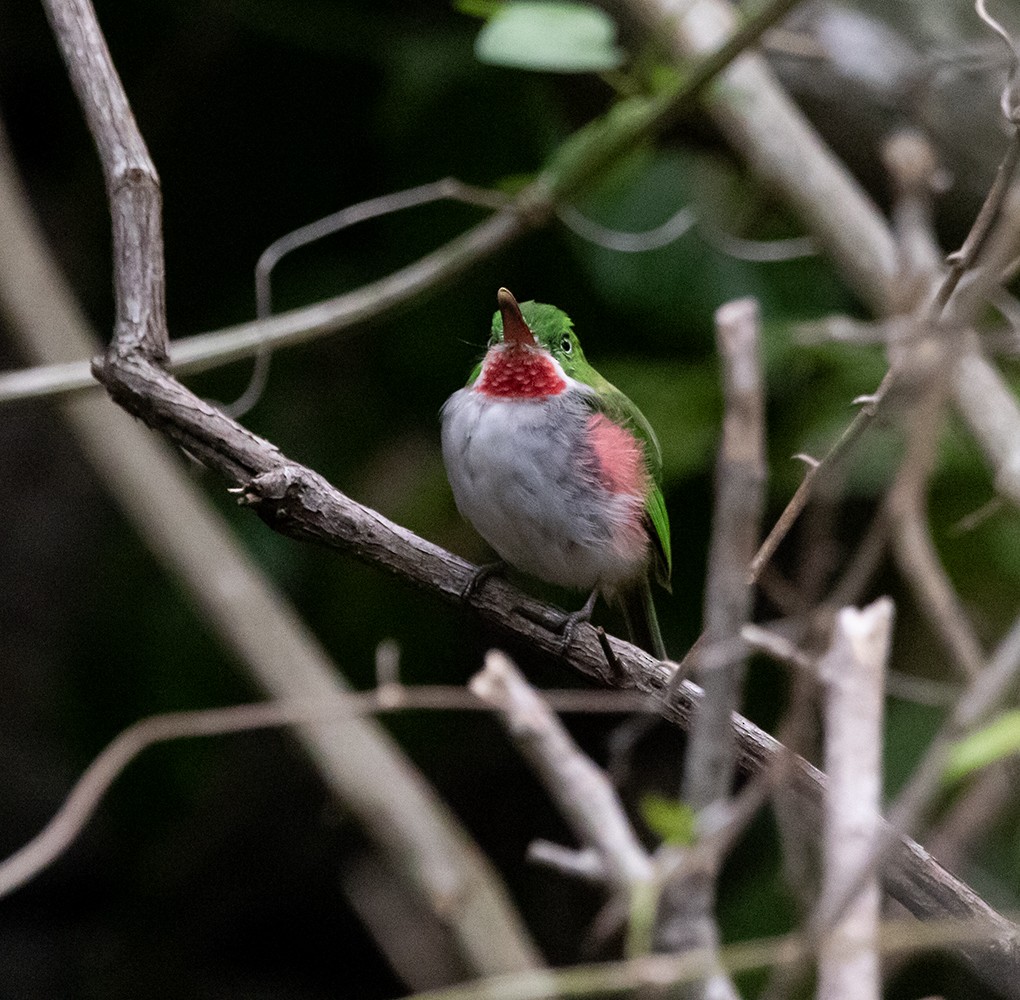 Narrow-billed Tody - ML642762197