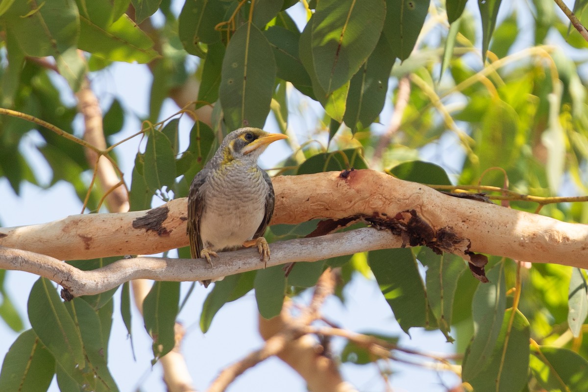 Yellow-throated Miner - ML642762199