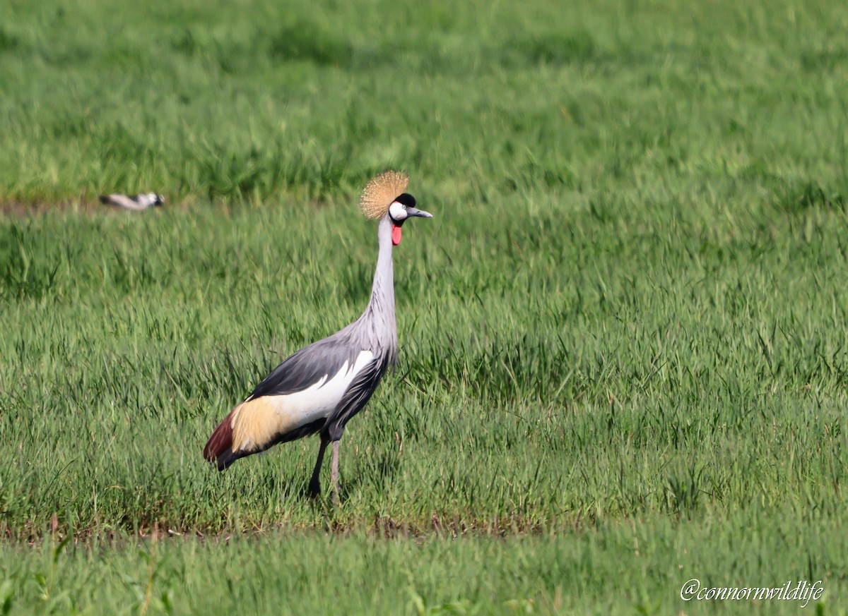 Gray Crowned-Crane - ML642762205