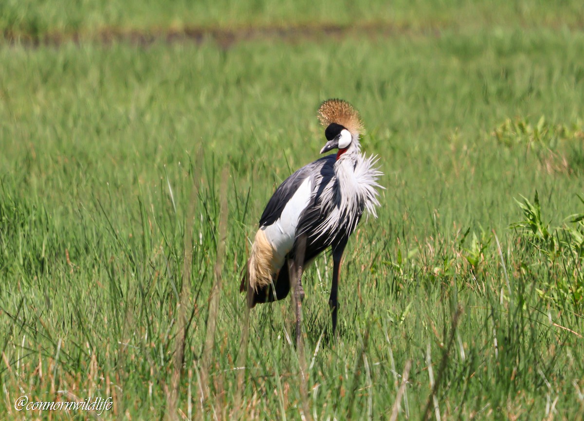 Gray Crowned-Crane - ML642762219