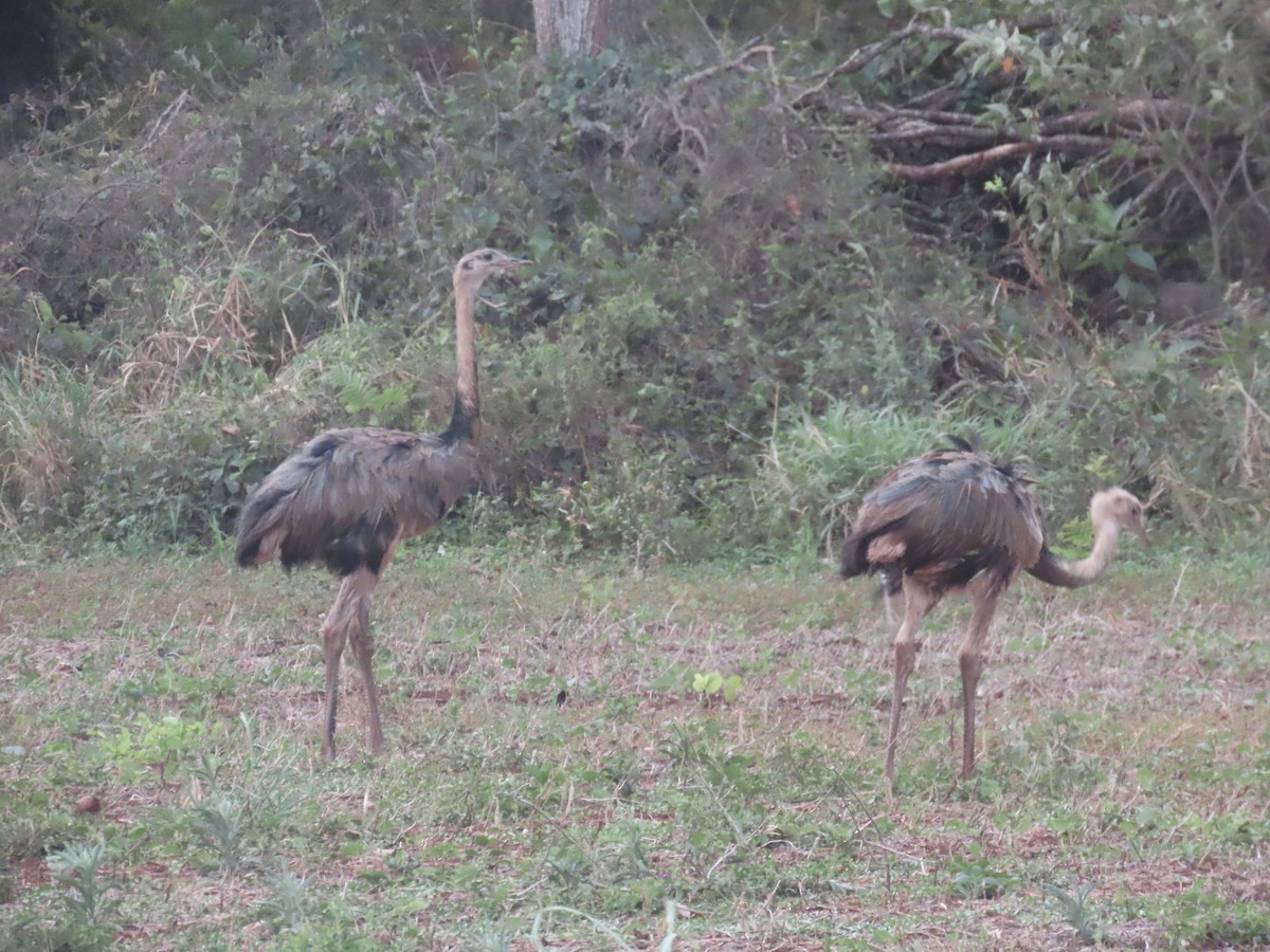 Greater Rhea - ML642762226