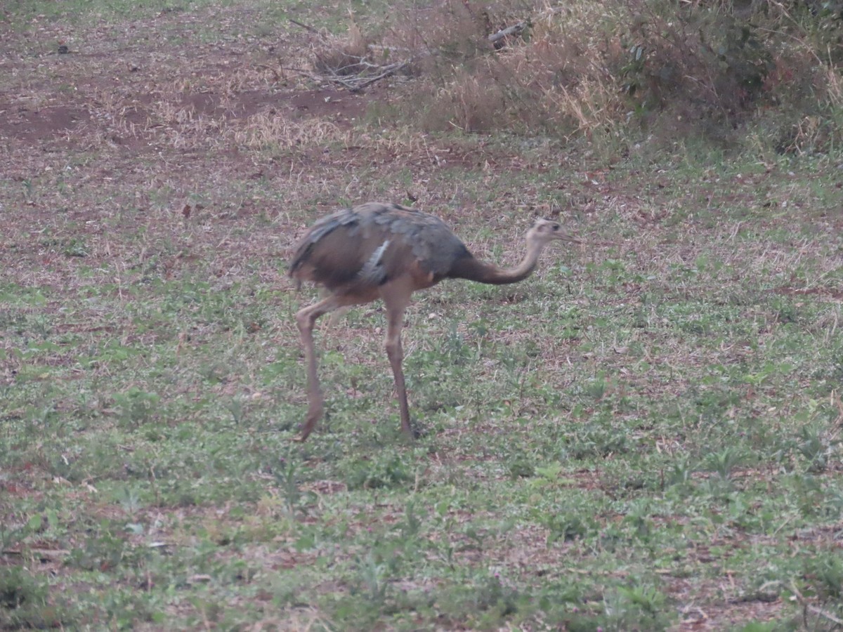 Greater Rhea - ML642762227