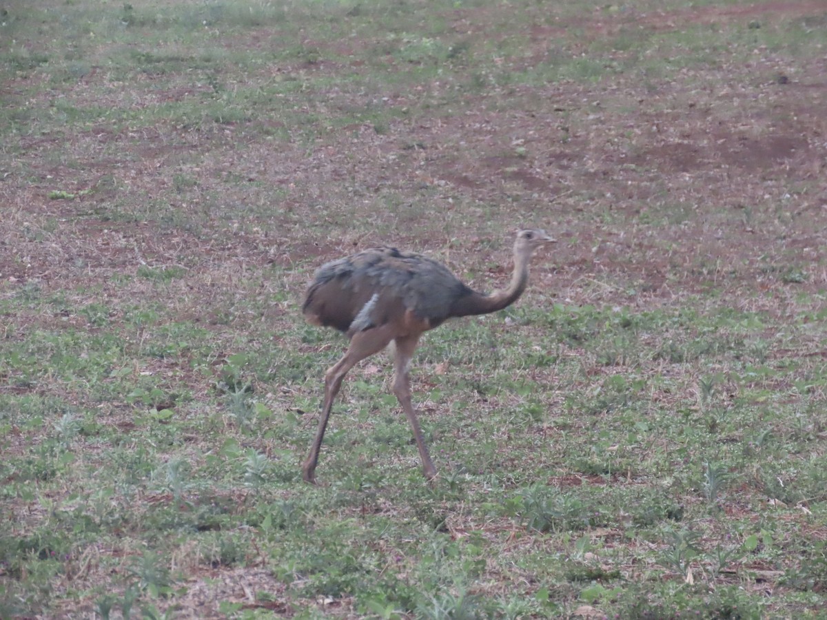 Greater Rhea - ML642762228