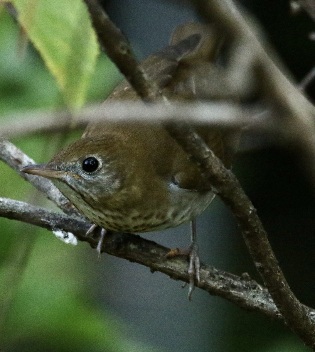 Veery - ML642762234