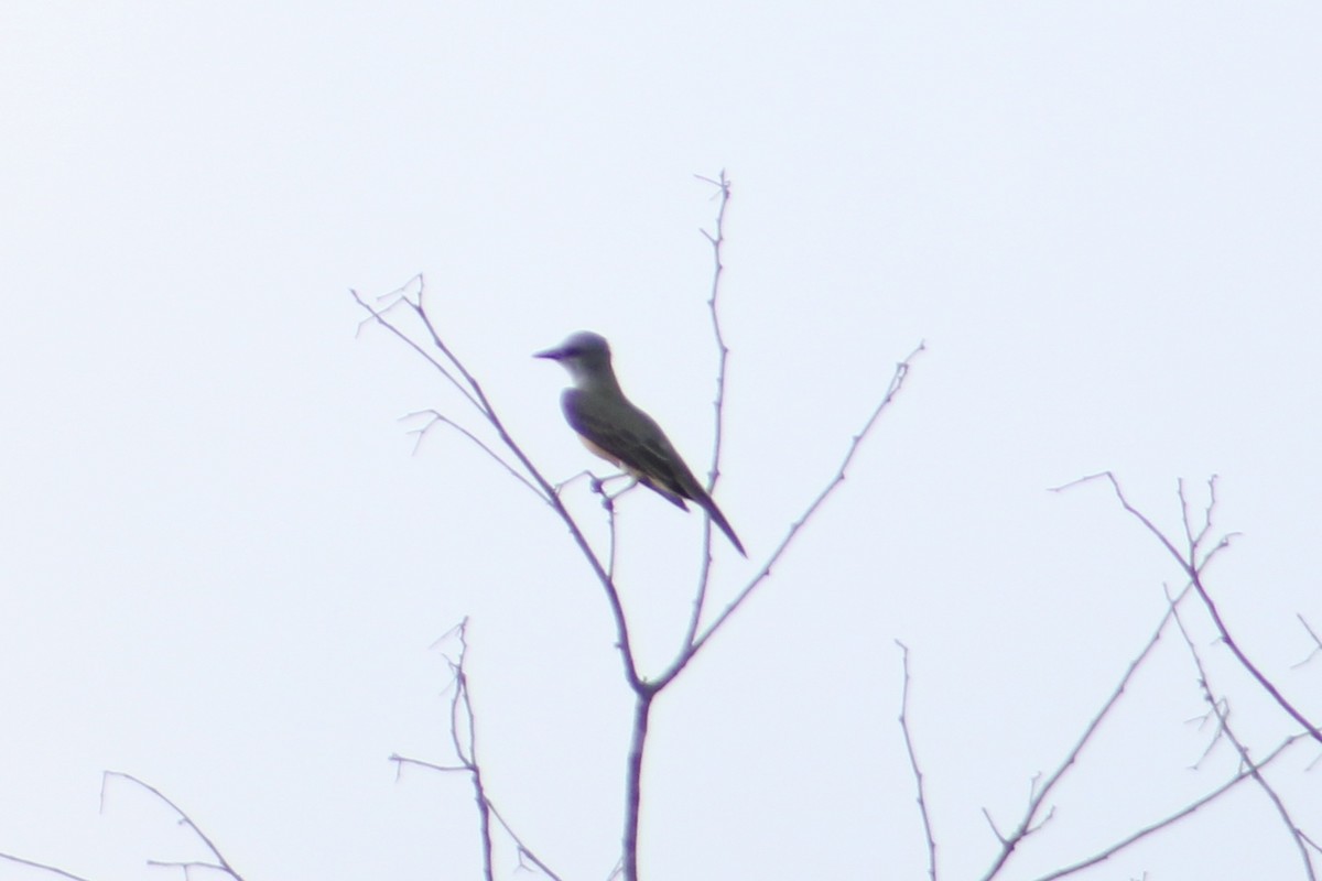 passerine sp. - ML642762235
