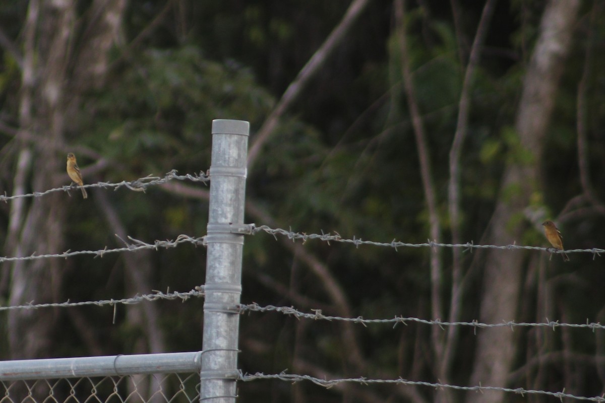 passerine sp. - ML642762236