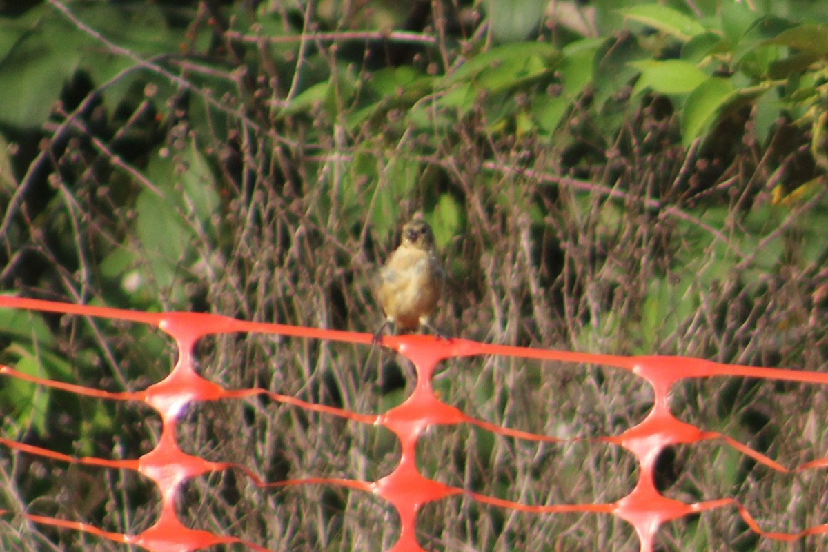 passerine sp. - ML642762237