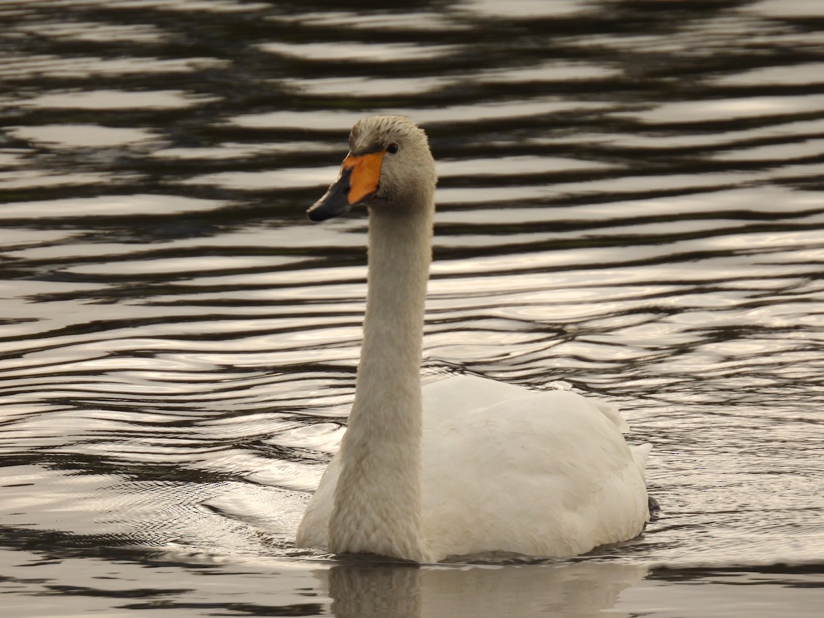Whooper Swan - ML642762241