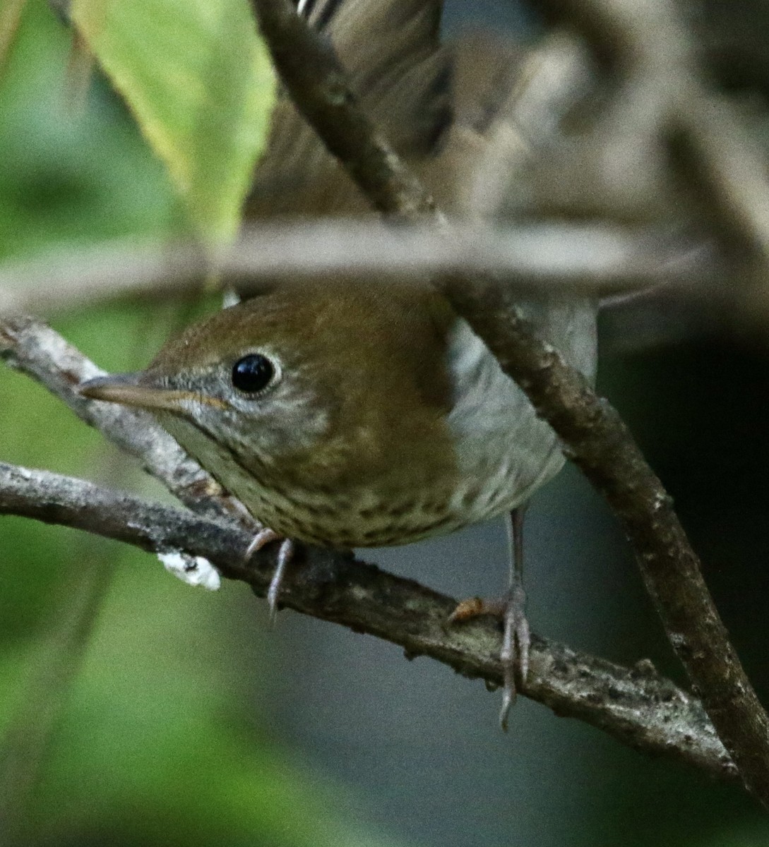 Veery - ML642762243