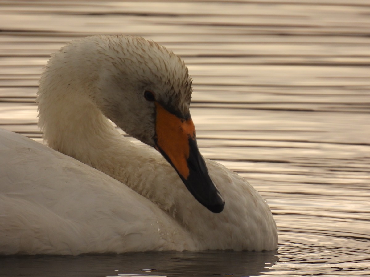 Whooper Swan - ML642762245