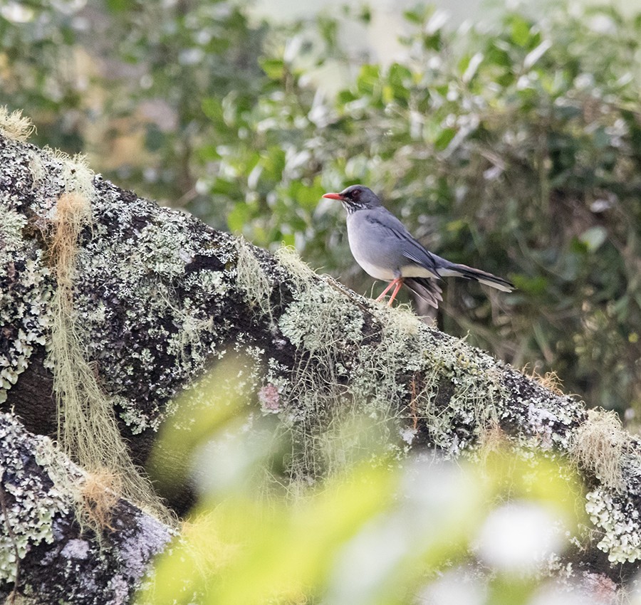 Red-legged Thrush (Antillean) - ML642762272