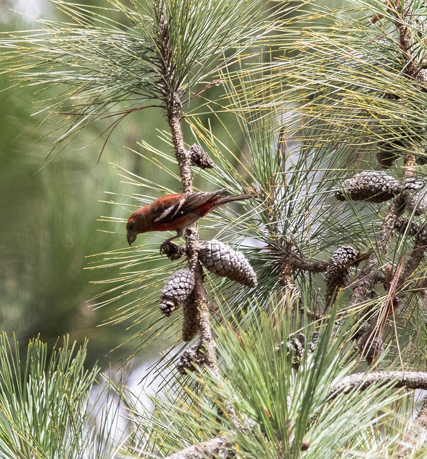 Hispaniolan Crossbill - ML642762278