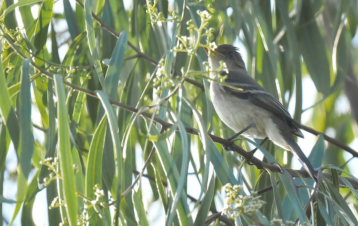 Willow Flycatcher - ML642762282