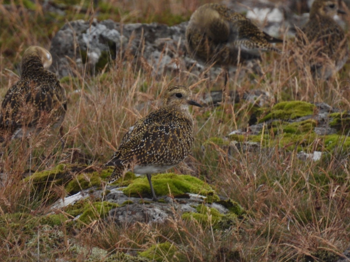 European Golden-Plover - ML642762285