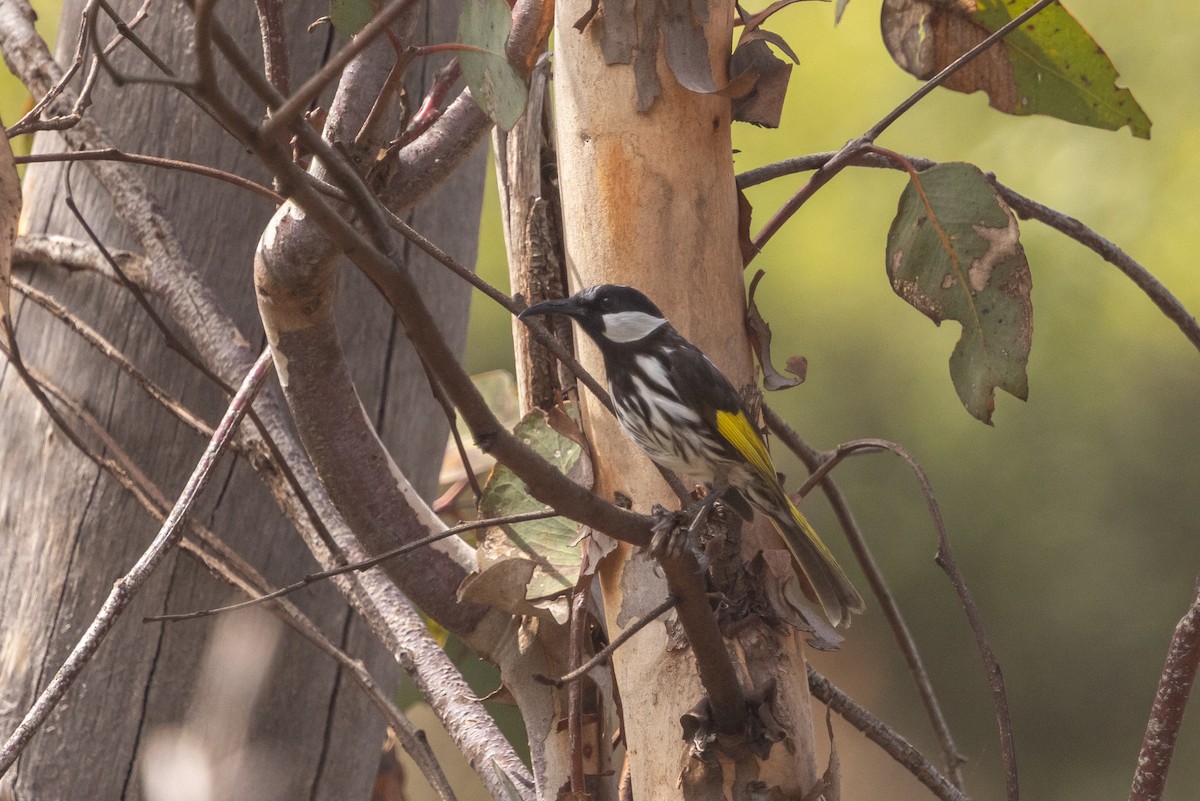 White-cheeked Honeyeater - ML642762304