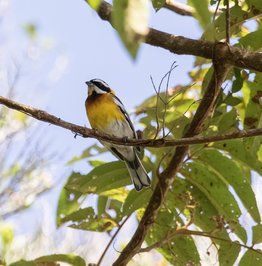 Hispaniolan Spindalis - ML642762307