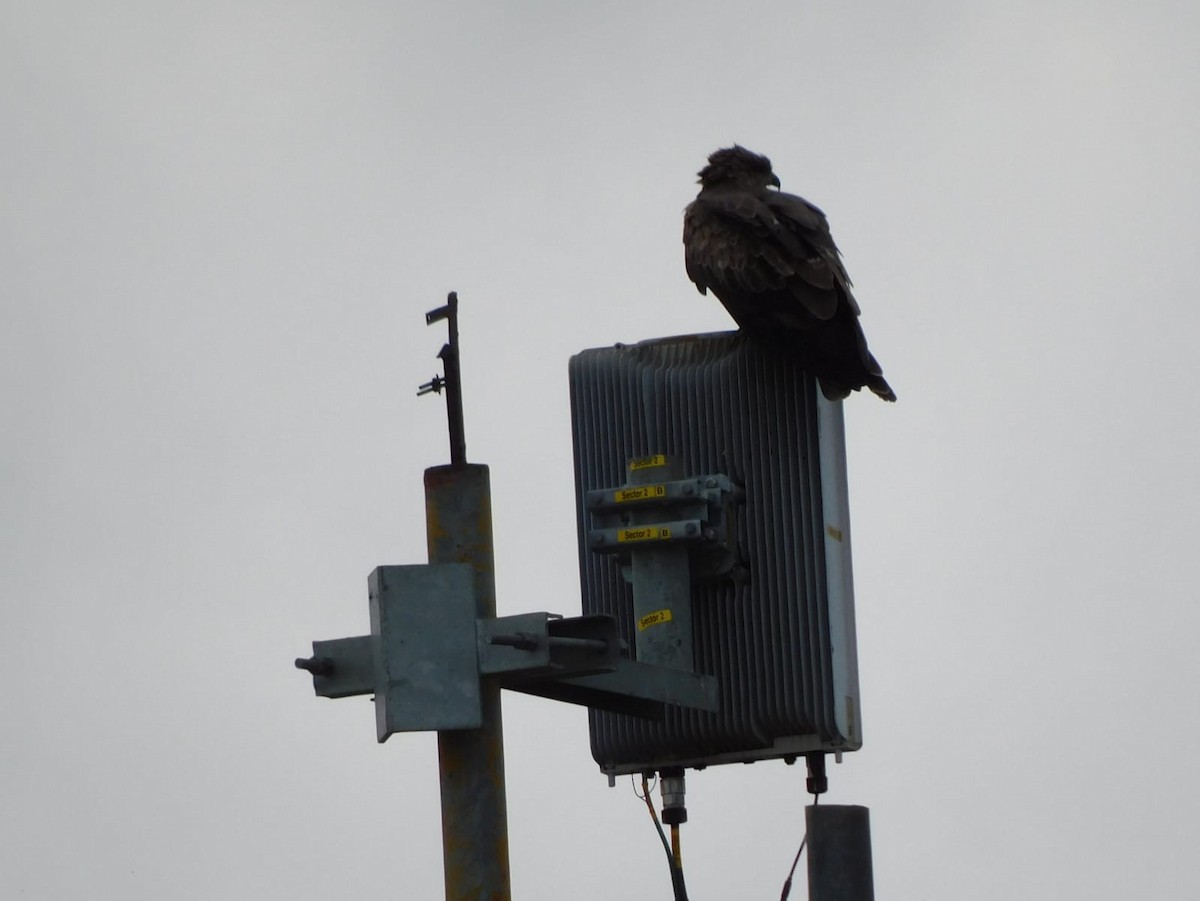 Сохор элээ - ML642762350