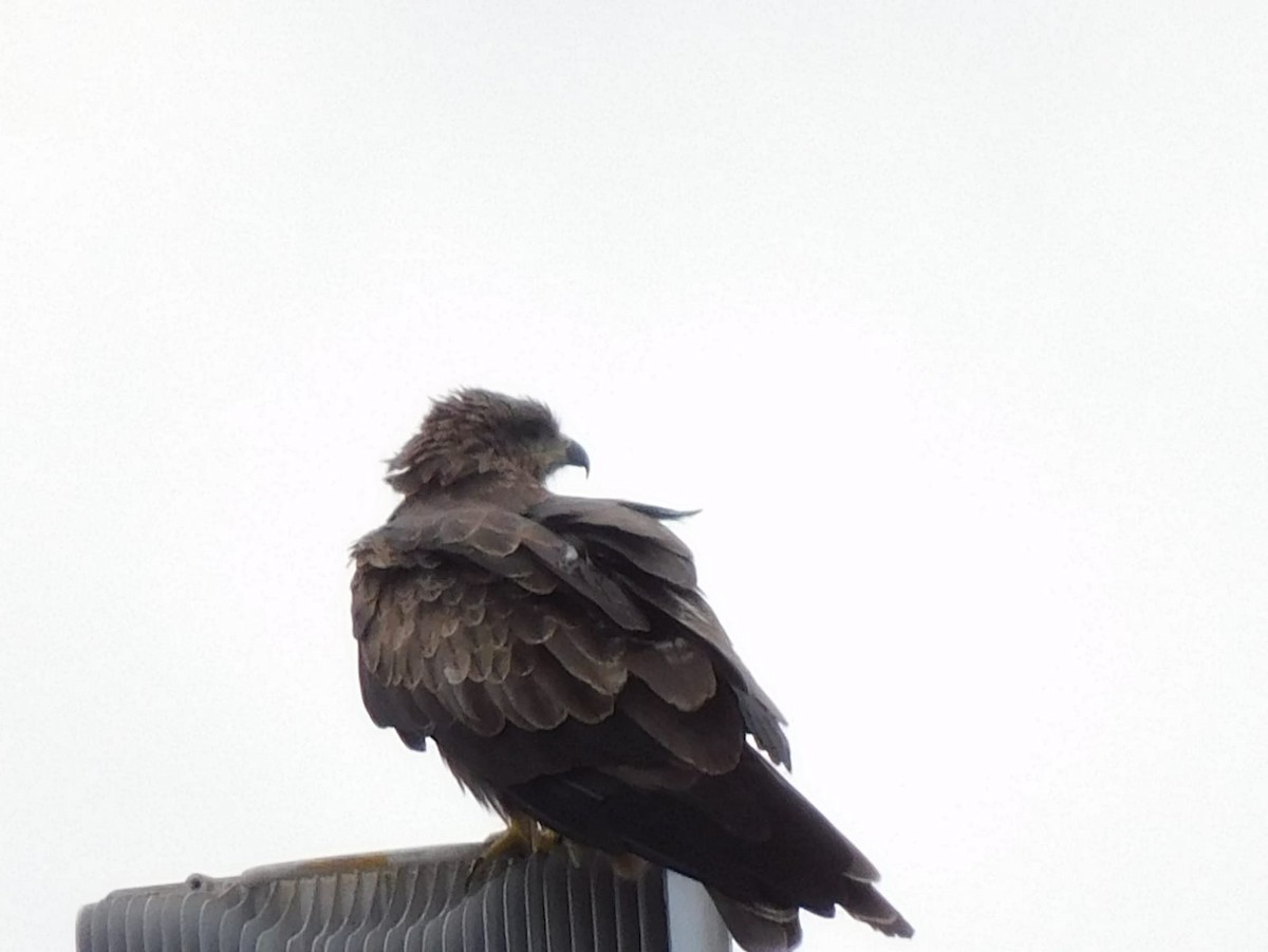 Сохор элээ - ML642762351