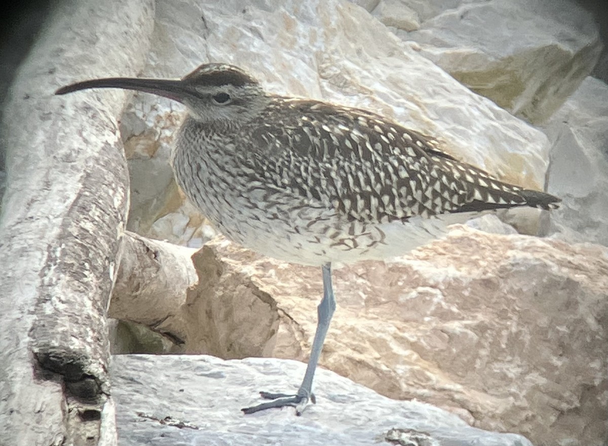 Eurasian Whimbrel - ML642762401