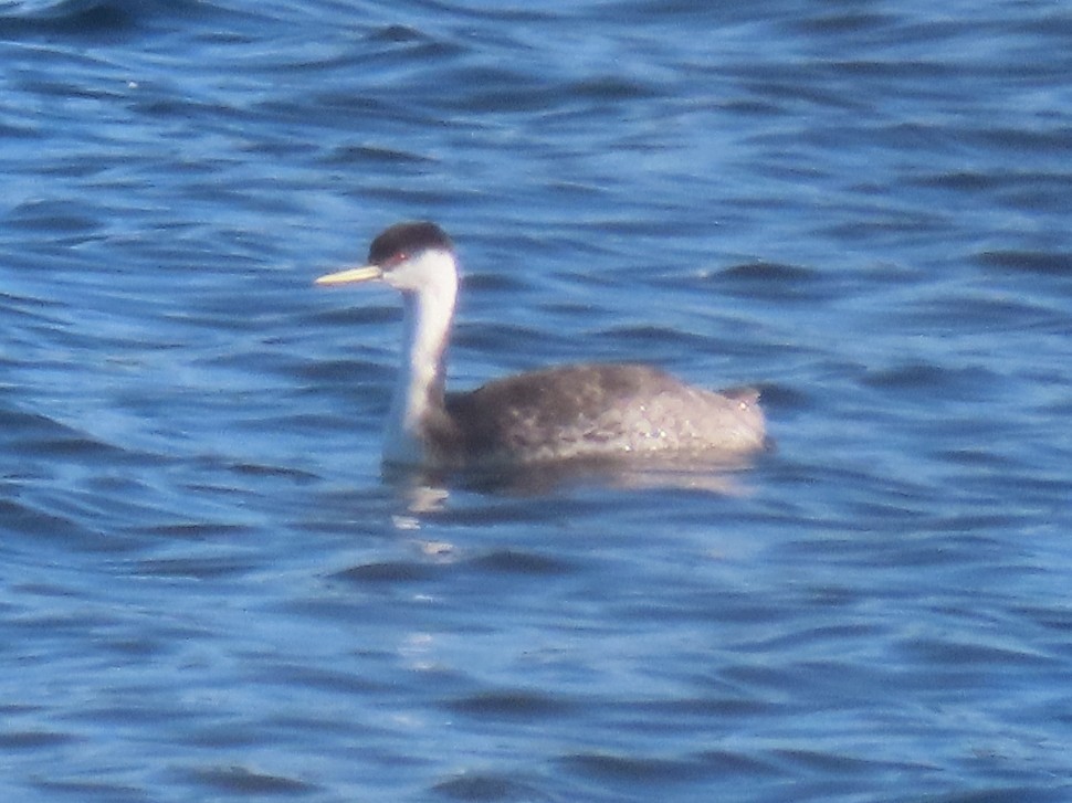 svanedykker - ML642762405