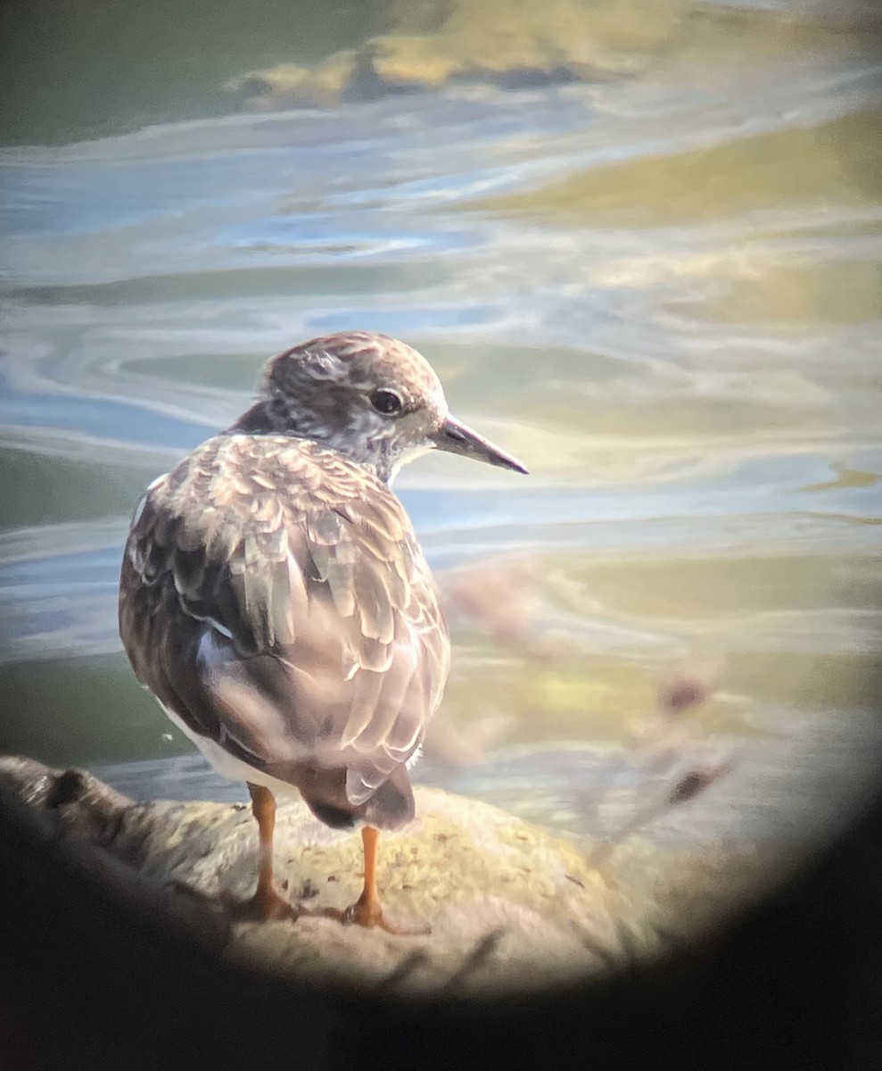 Ruddy Turnstone - ML642762408