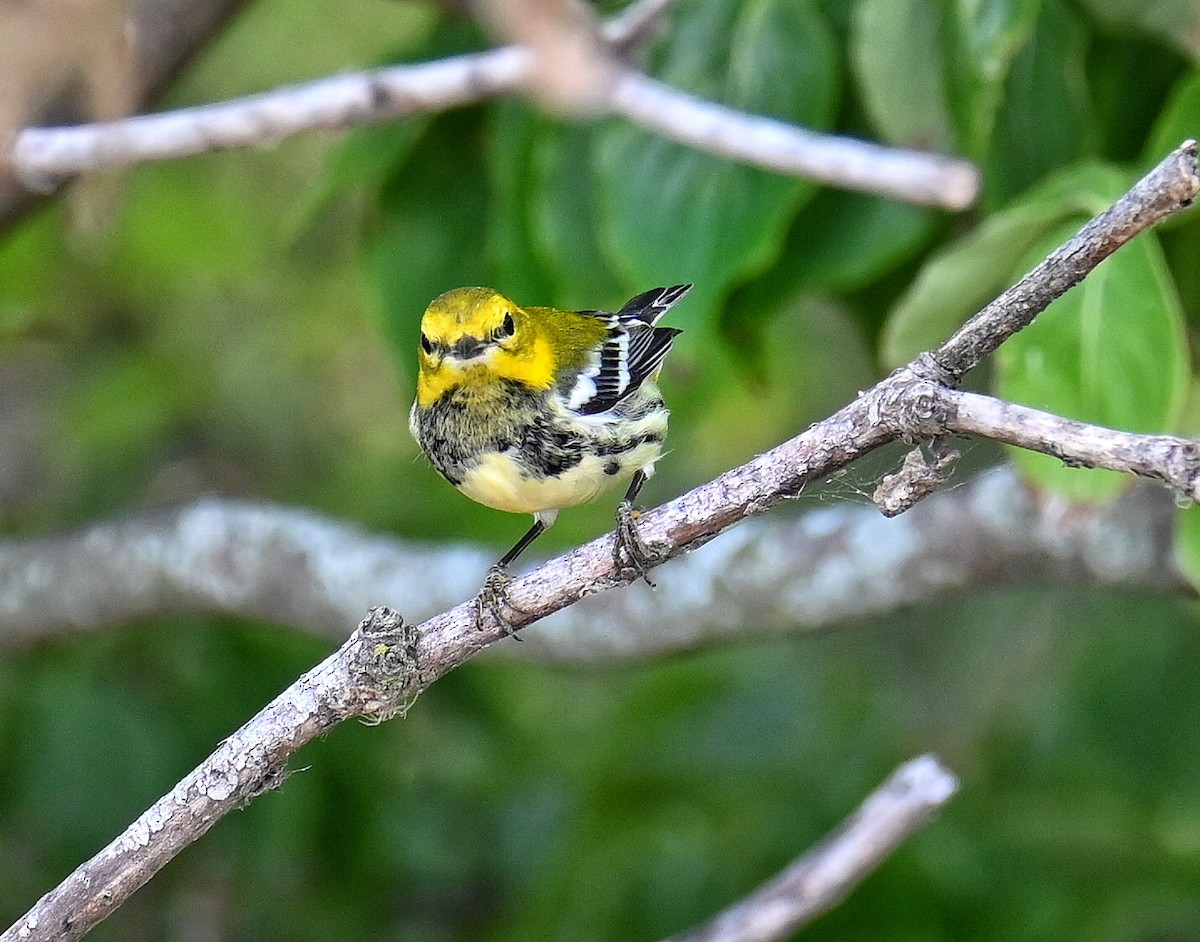 Black-throated Green Warbler - ML642762415