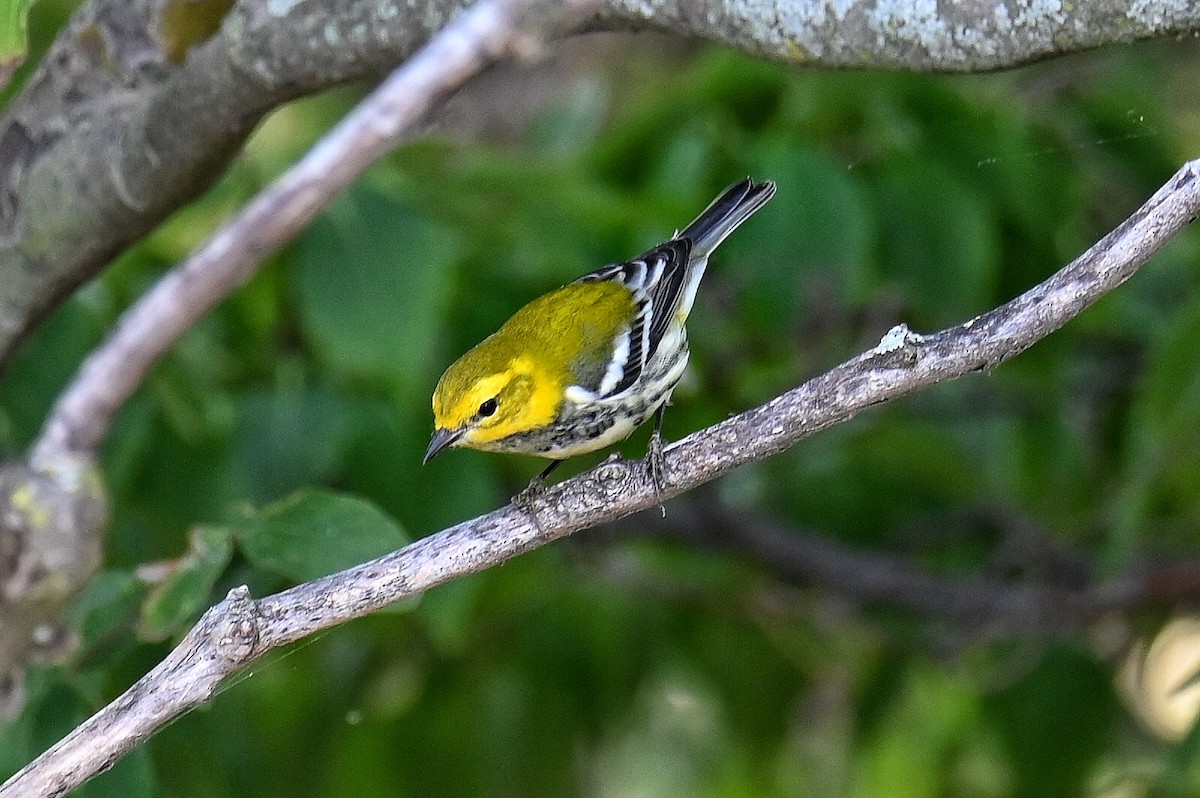 Black-throated Green Warbler - ML642762416