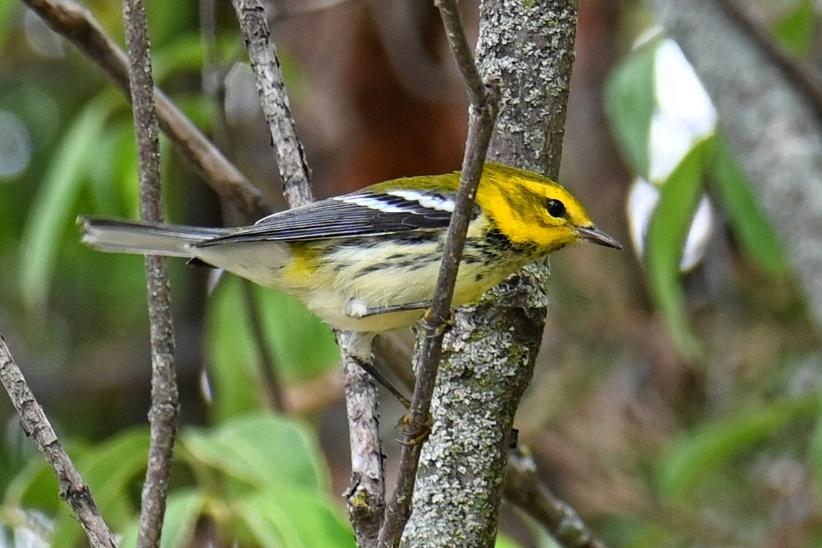 Black-throated Green Warbler - ML642762418