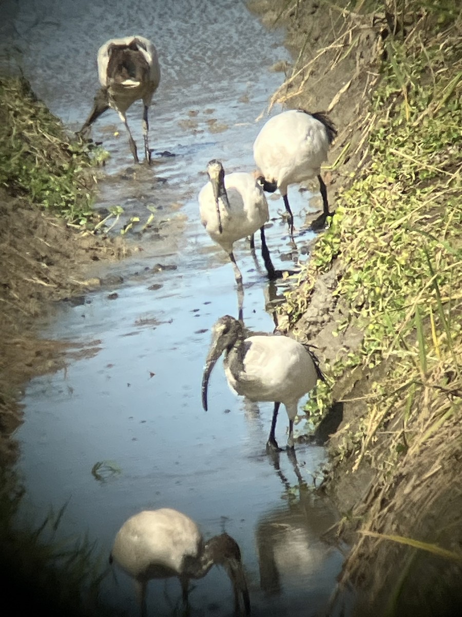 African Sacred Ibis - ML642762420