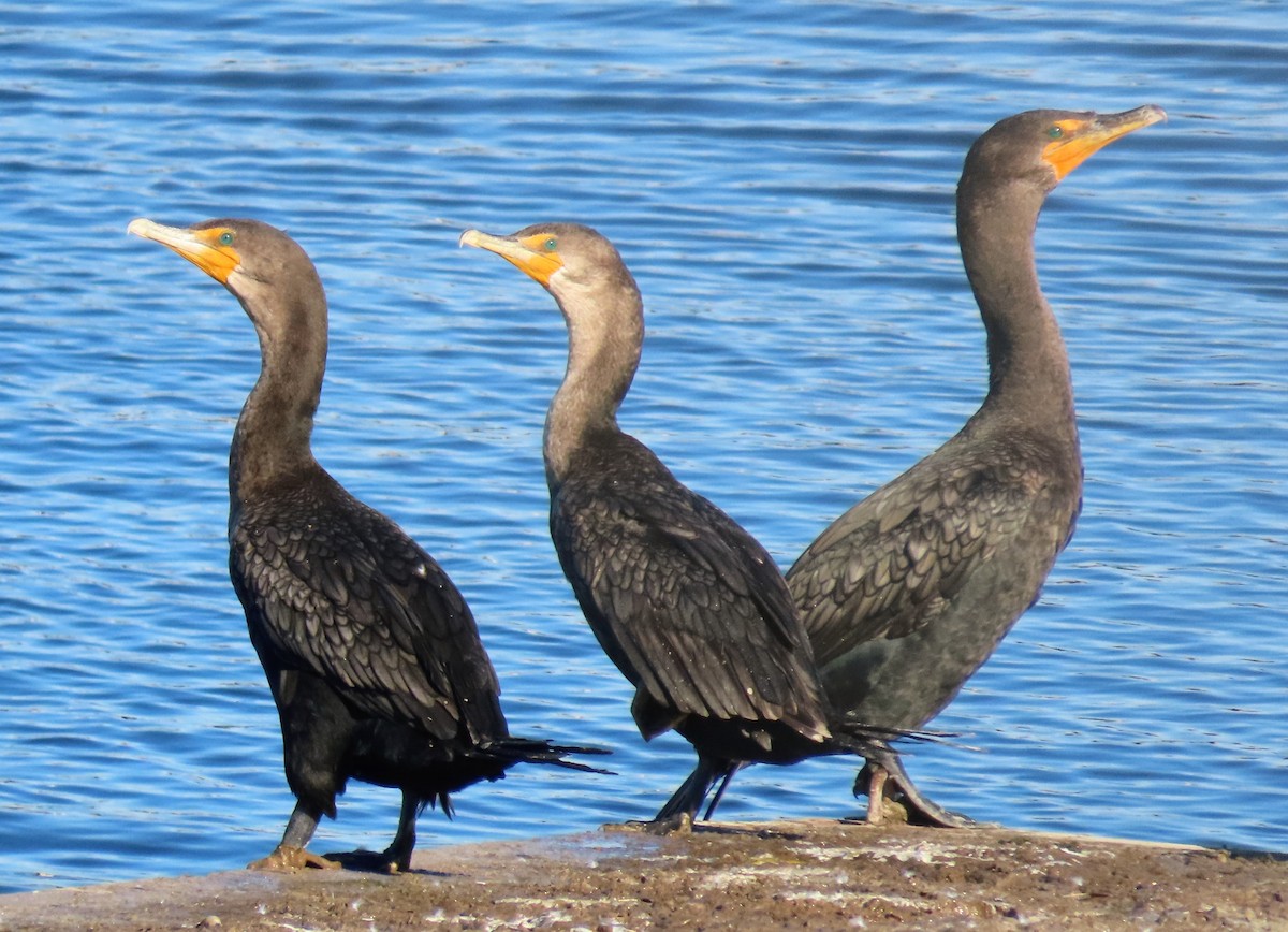 totoppskarv - ML642762421