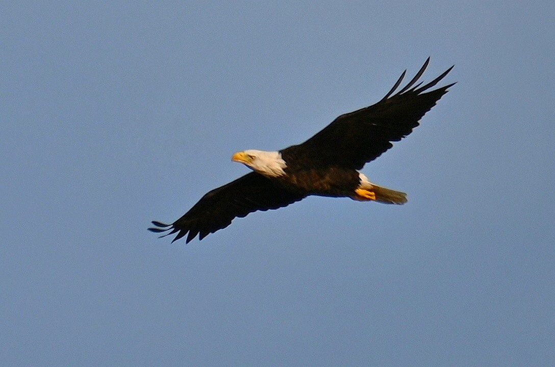 Bald Eagle - ML642762438