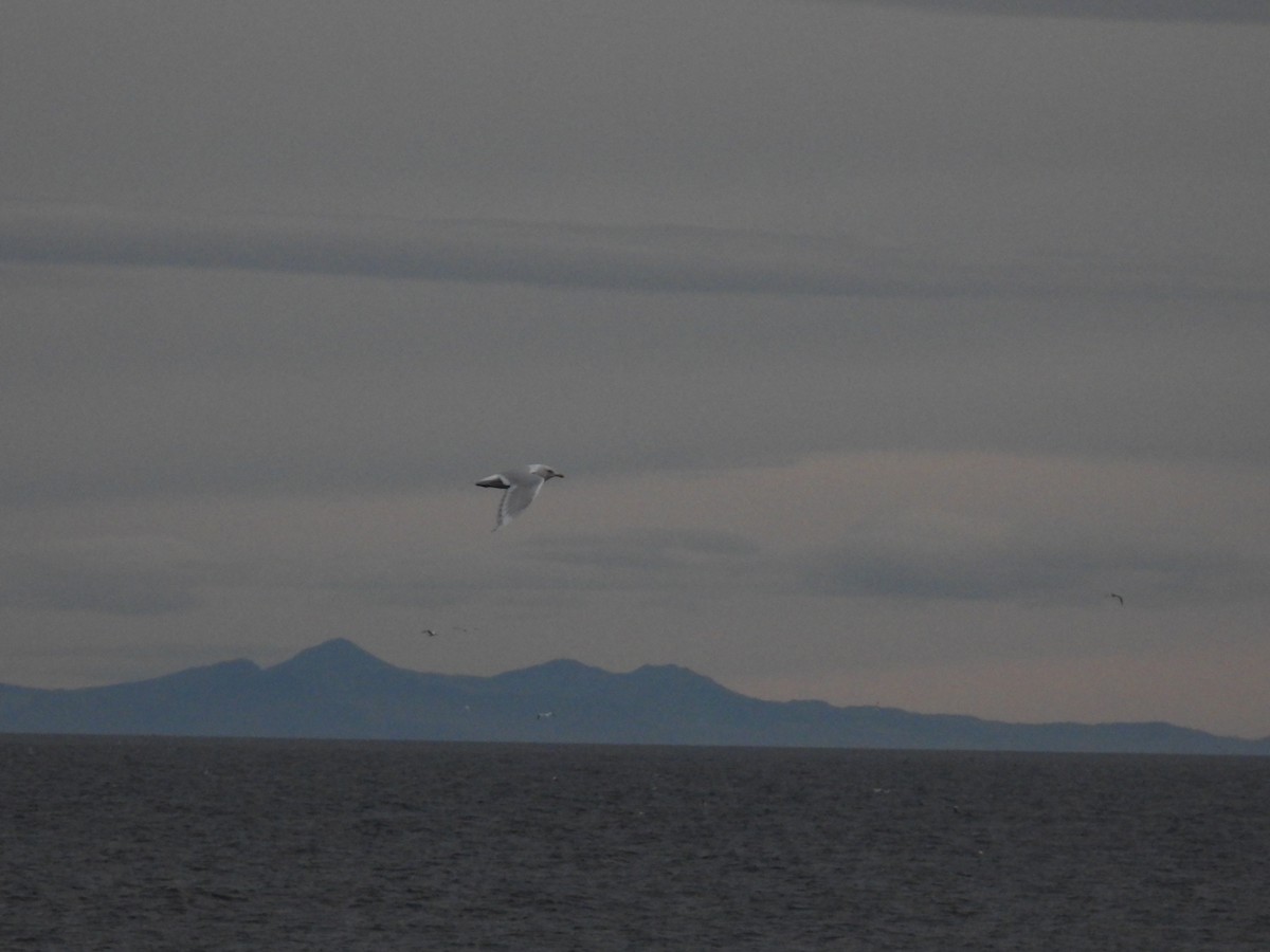 アイスランドカモメ - ML642762439