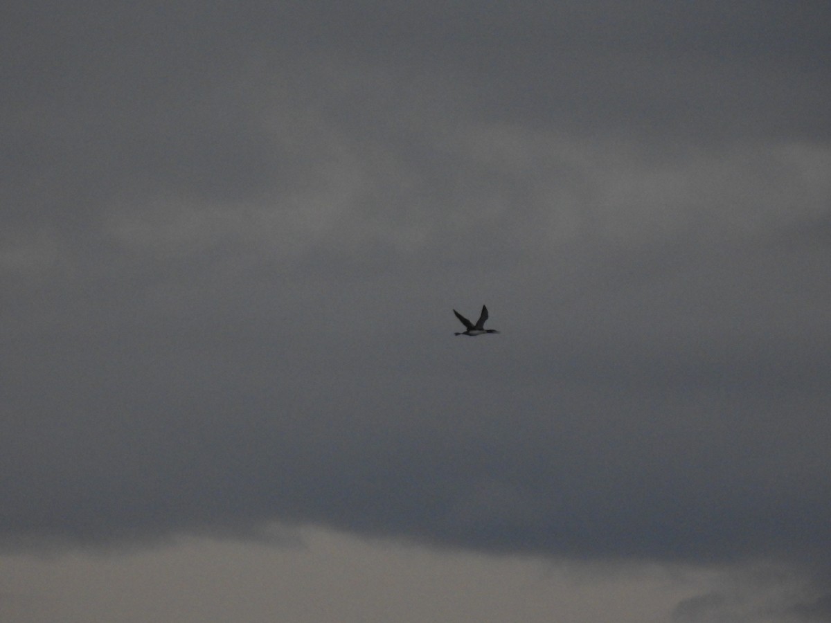 ハシグロアビ - ML642762443