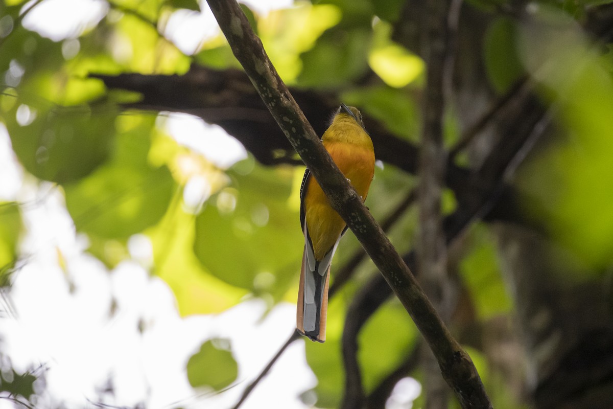 Orange-breasted Trogon (Spice) - ML642762446