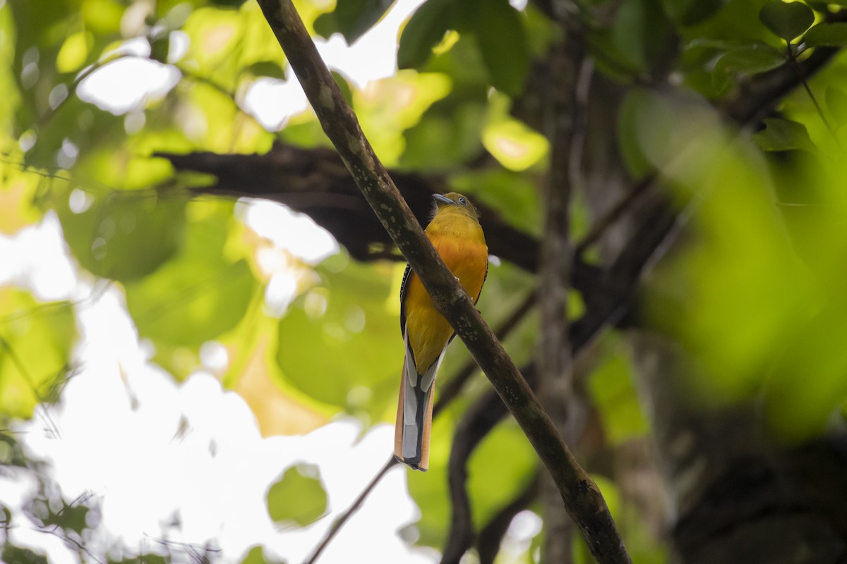 Orange-breasted Trogon (Spice) - ML642762447