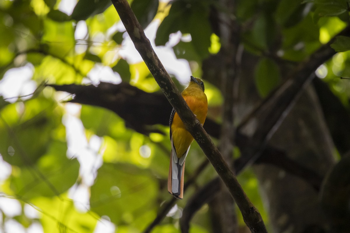 Orange-breasted Trogon (Spice) - ML642762448