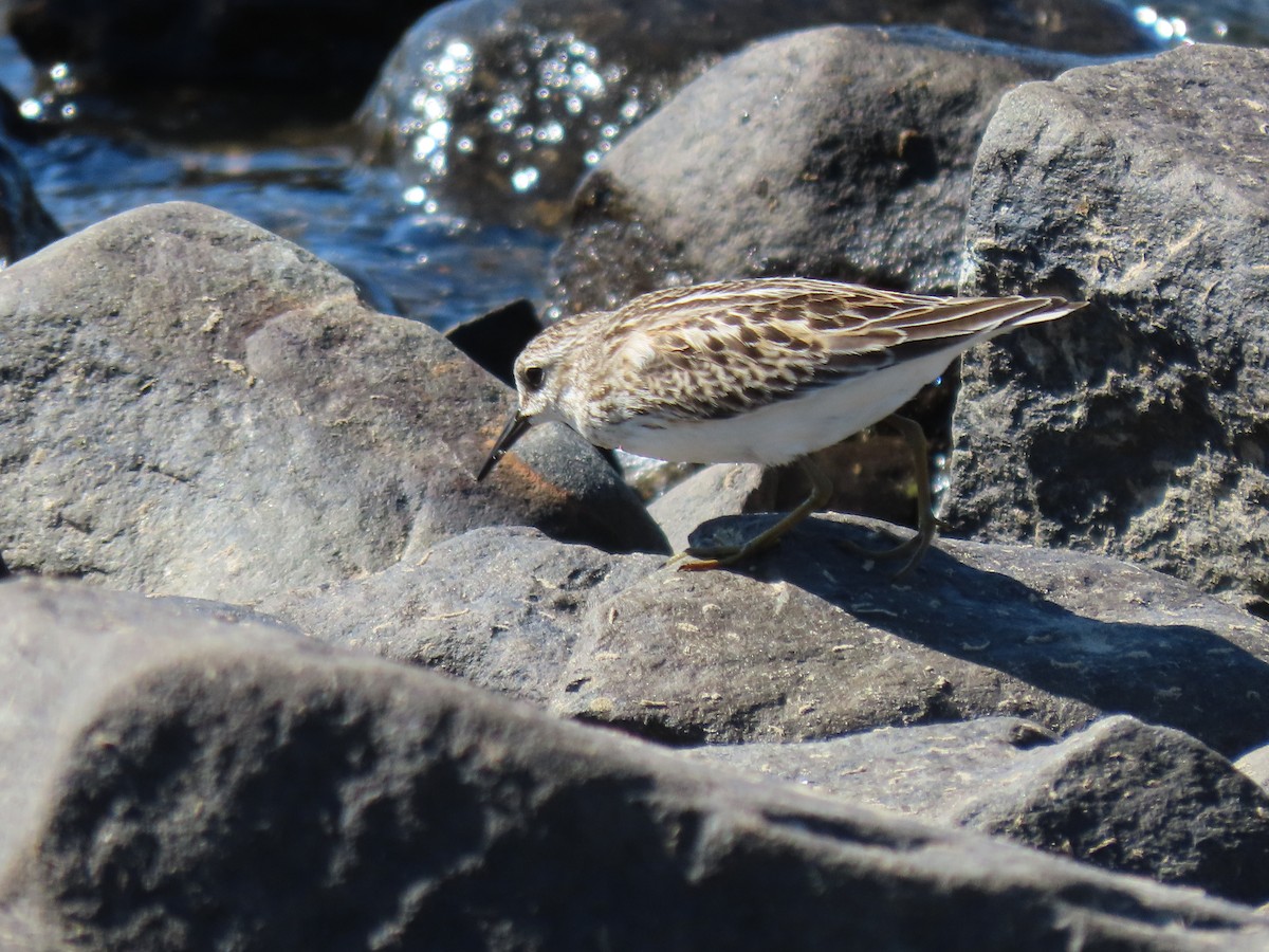 jespák drobný - ML642762449