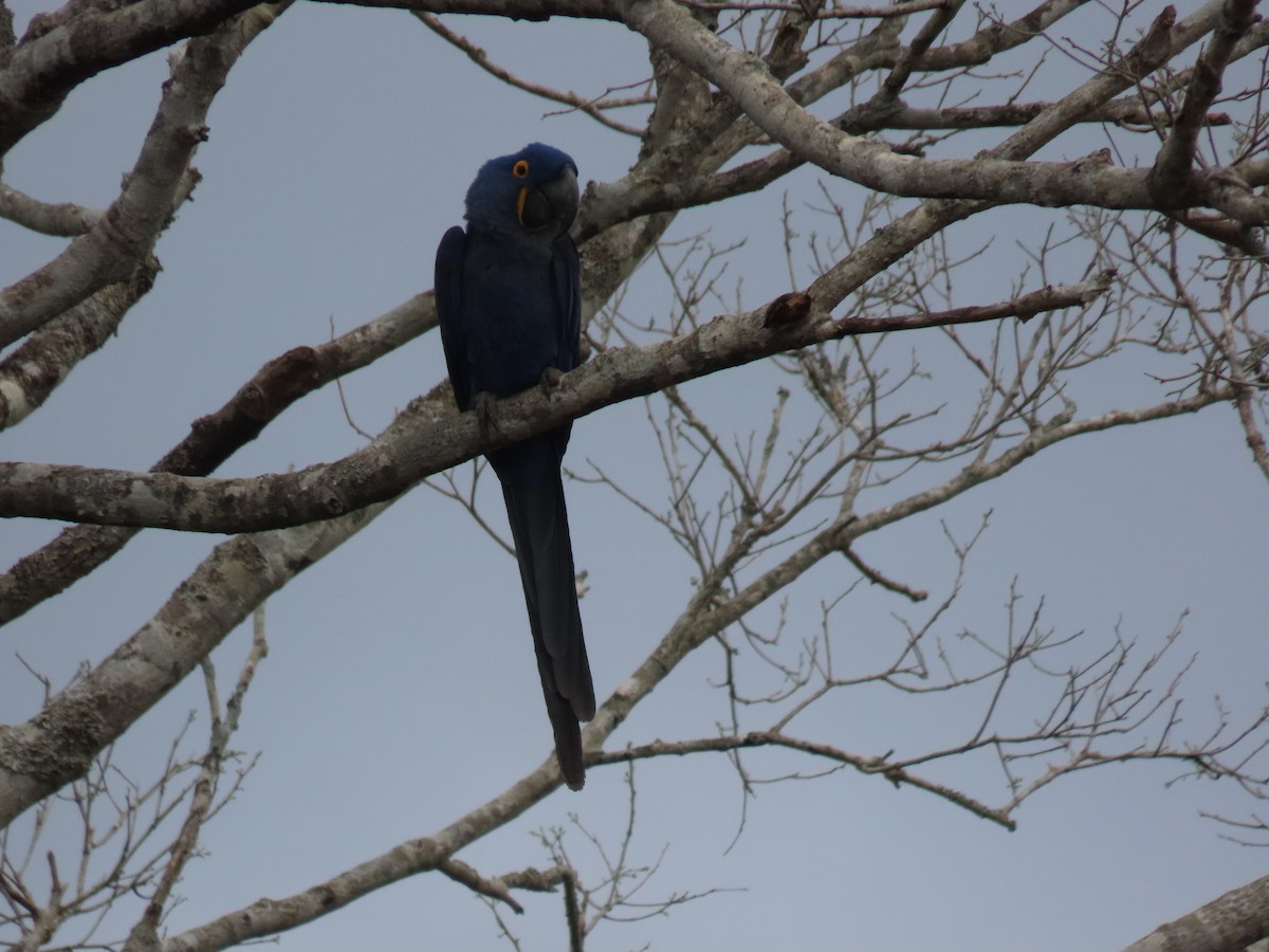 Hyacinth Macaw - ML642762452