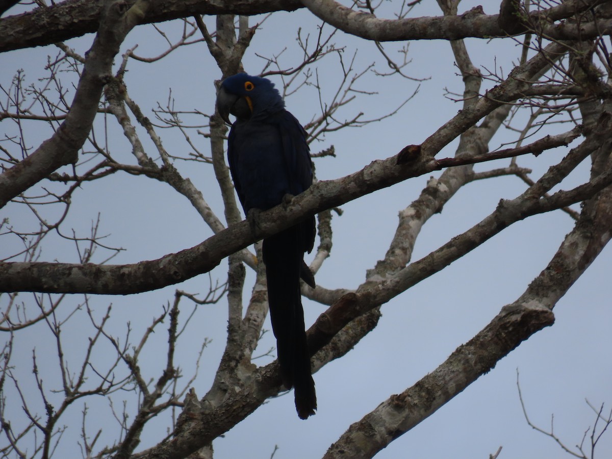 Hyacinth Macaw - ML642762454