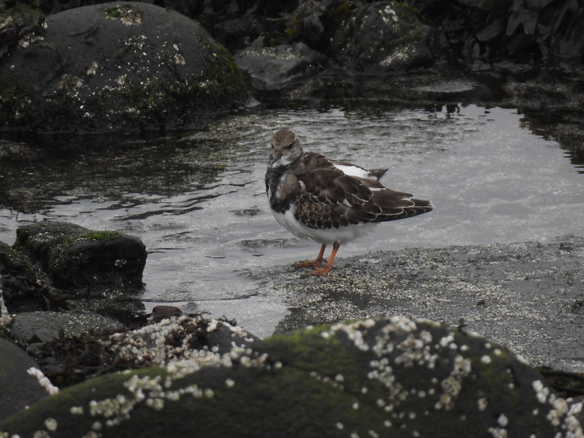 キョウジョシギ - ML642762460