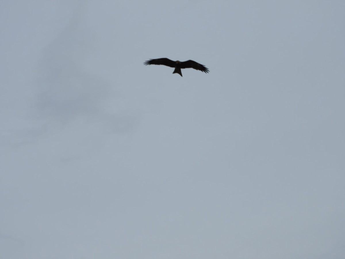 Сохор элээ - ML642762462