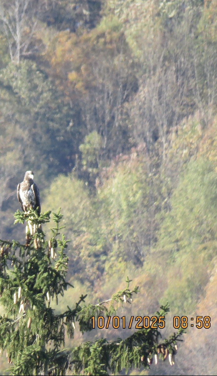 Bald Eagle - ML642762475