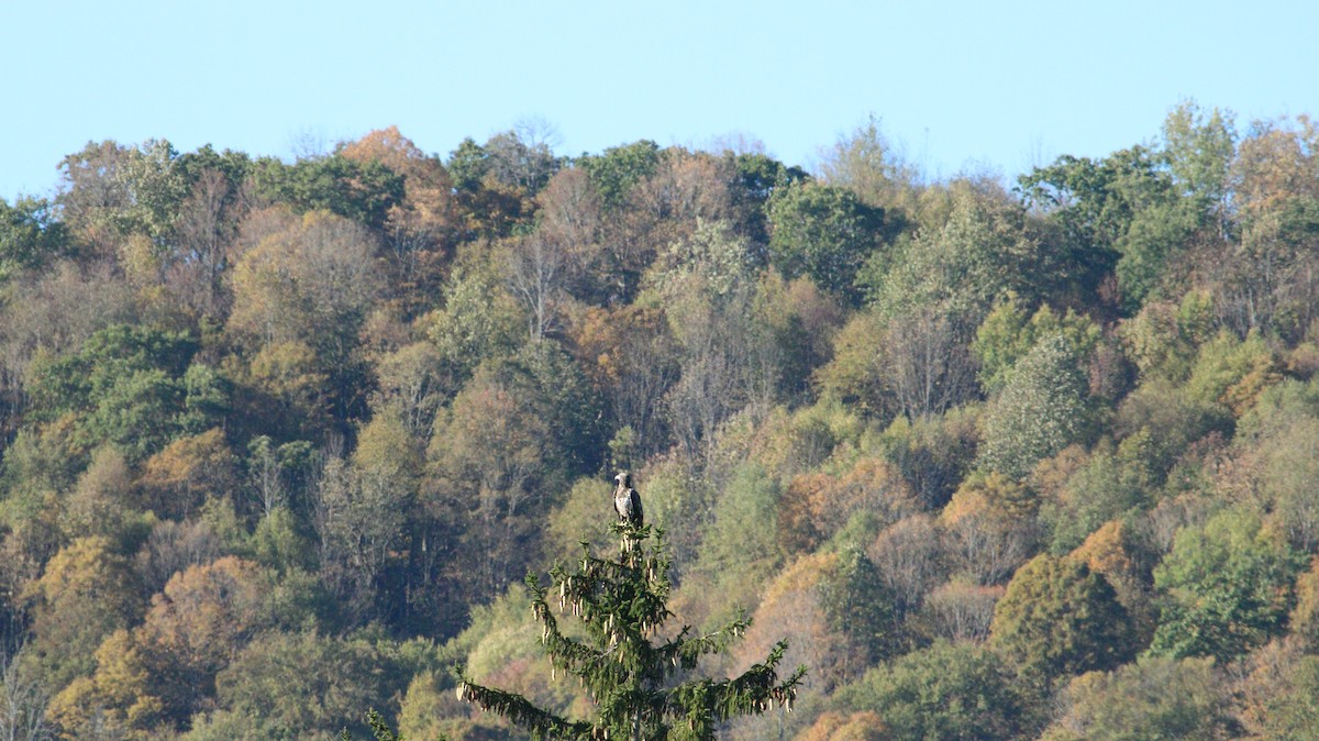 Bald Eagle - ML642762476
