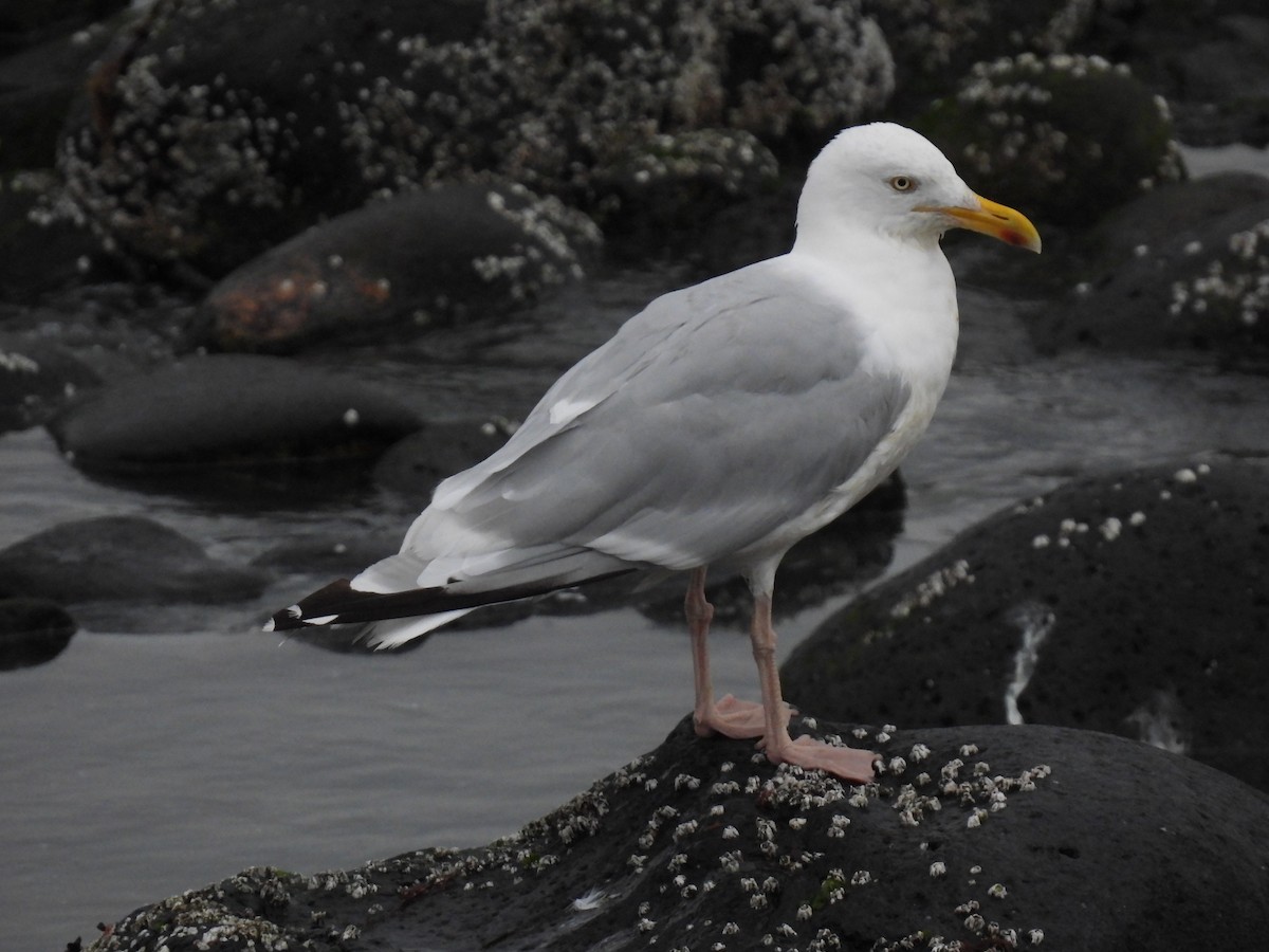 ヨーロッパセグロカモメ - ML642762482