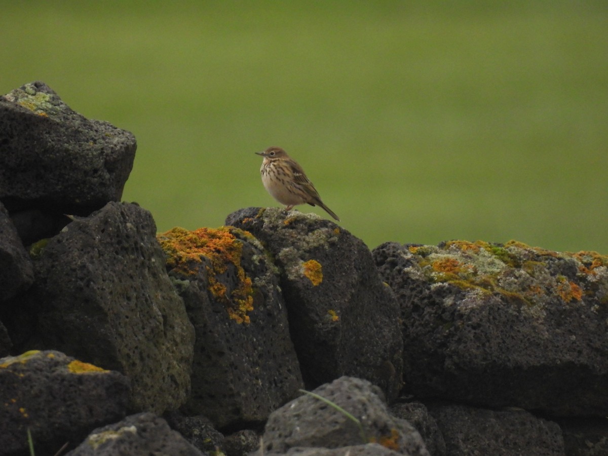 マキバタヒバリ - ML642762493