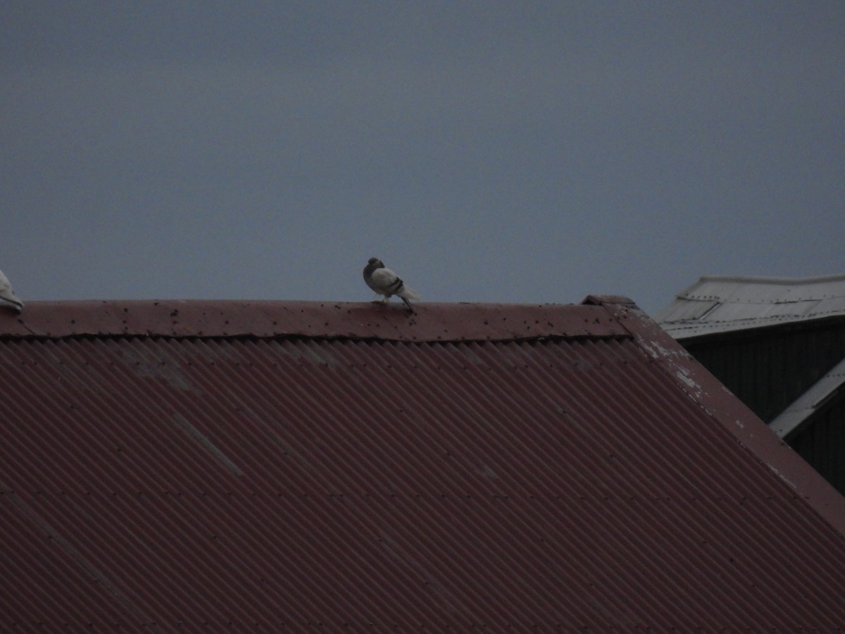 カワラバト（ドバト、家畜型） - ML642762495
